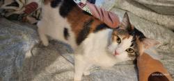 Lost Female Cat last seen Fayton, Denver, CO 80231