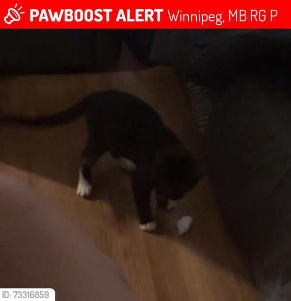 Lost Female Cat last seen Near greenwood pl, Winnipeg, MB R3G 2P4