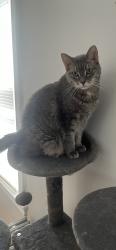 Reunited Male Cat last seen Deering and Cumberland Streets, Portland, ME 04101