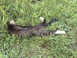 Found/Stray Unknown Cat last seen Cleveland School Road & Belve Dr - Cleveland Oaks Subdivision, Wake County, NC 27529