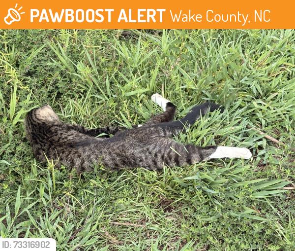 Found/Stray Unknown Cat last seen Cleveland School Road & Belve Dr - Cleveland Oaks Subdivision, Wake County, NC 27529