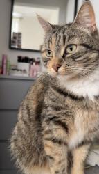 Lost Female Cat last seen Bromford Road, West Midlands, England B36 8JL