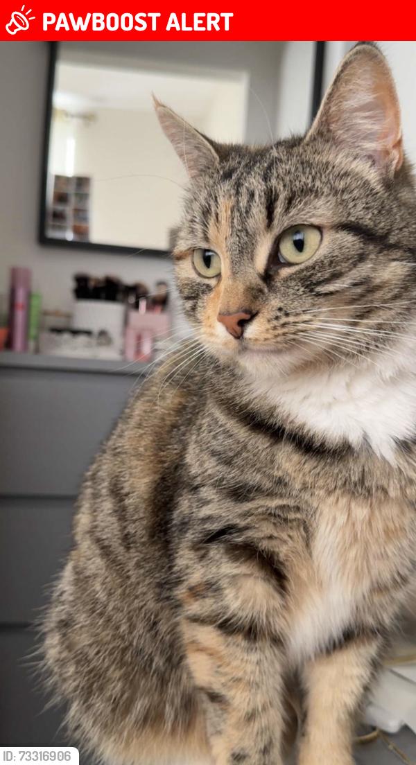 Lost Female Cat last seen Bromford Road, West Midlands, England B36 8JL
