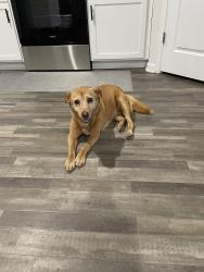 Found/Stray Male Dog last seen Harvest Ridge Dr and Icard Ridge, Alexander County, NC 28601