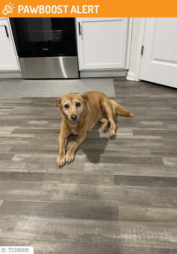 Found/Stray Male Dog last seen Harvest Ridge Dr and Icard Ridge, Alexander County, NC 28601