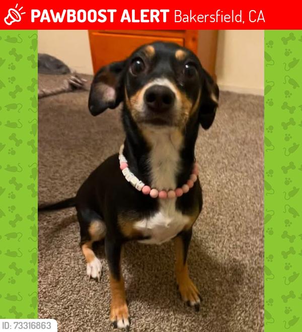 Lost Female Dog last seen Catalina & monte carlo, Bakersfield, CA 93306