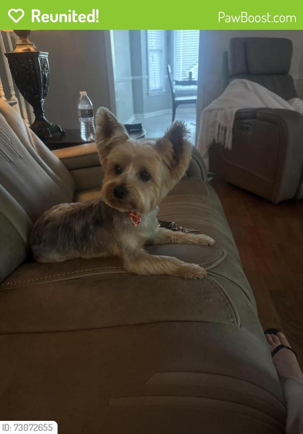 Reunited Female Dog last seen Sulgrave Drive, Memphis, TN 38119