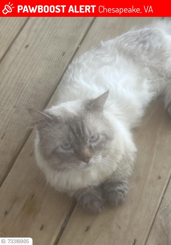 Lost Male Cat last seen Canal Dr, Chesapeake, VA 23323