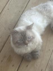 Lost Male Cat last seen Canal Dr, Chesapeake, VA 23323