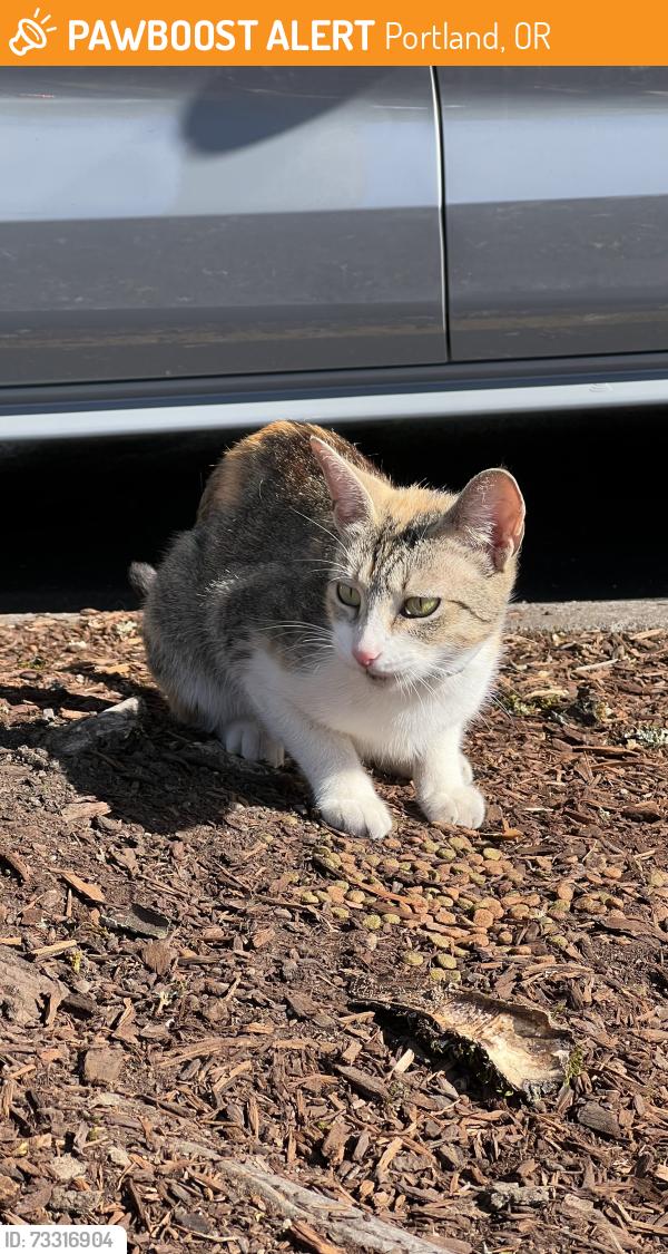 Found/Stray Female Cat last seen Hollywood west Fred Meyer parking lot near 30th and Weidler intersection, Portland, OR 97232