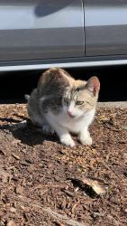 Found/Stray Female Cat last seen Hollywood west Fred Meyer parking lot near 30th and Weidler intersection, Portland, OR 97232