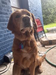 Lost Male Dog last seen Near Needmore Rd, Dayton, OH 45414