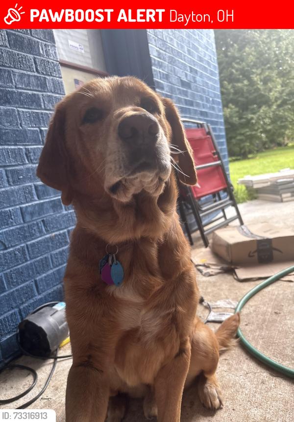 Lost Male Dog last seen Near Needmore Rd, Dayton, OH 45414