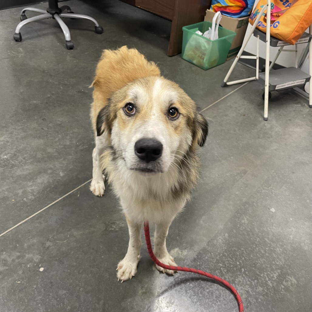 Shelter Stray Male Dog last seen , 3100 Deats Rd, Dickinson, TX 77539, USA