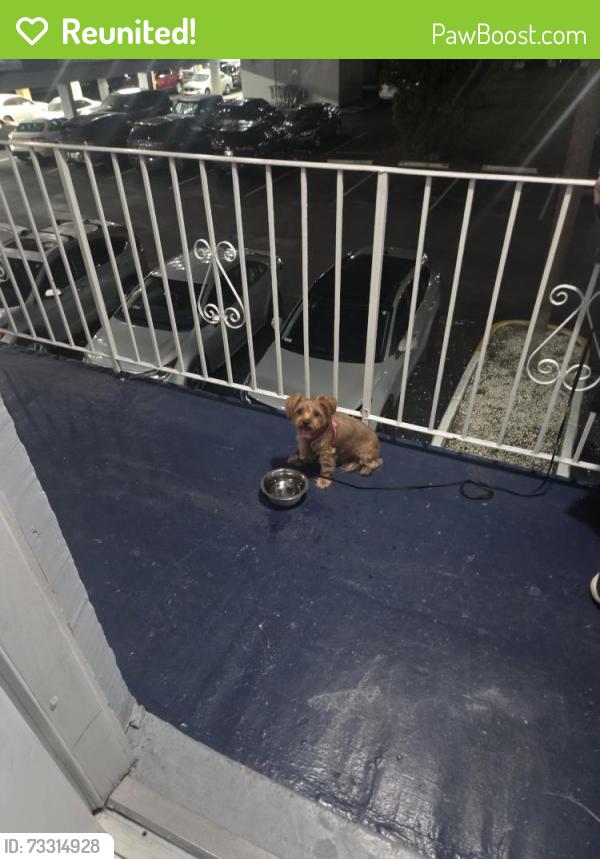 Reunited Female Dog last seen El sol cndmnium, Hialeah, FL 33012