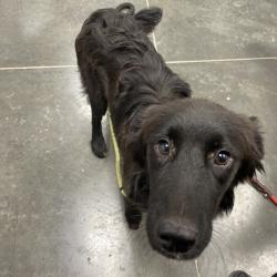 Shelter Stray Female Dog last seen , 3100 Deats Rd, Dickinson, TX 77539, USA