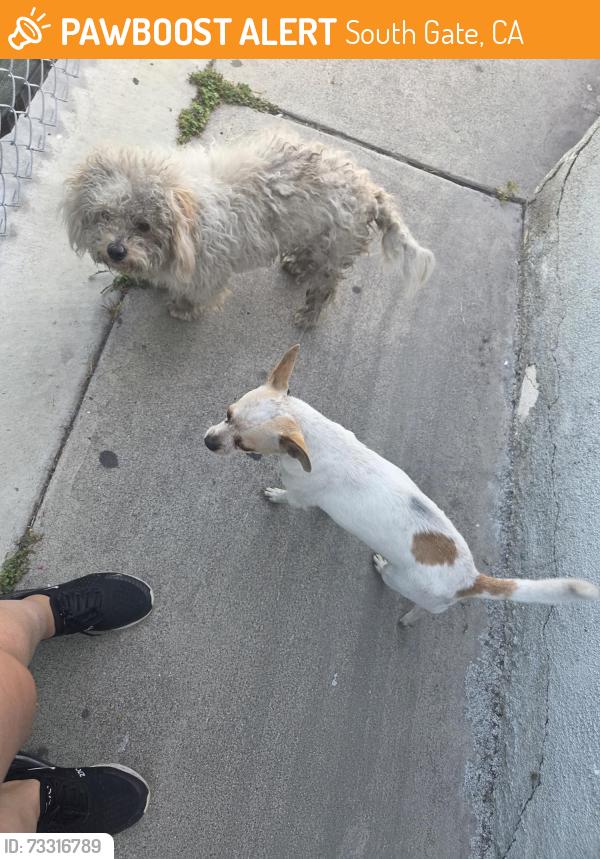 Found/Stray Unknown Dog last seen Imperial Hwy / Madga Ave, South Gate, CA 90280