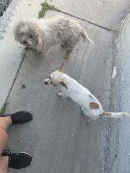 Found/Stray Unknown Dog last seen Imperial Hwy / Madga Ave, South Gate, CA 90280