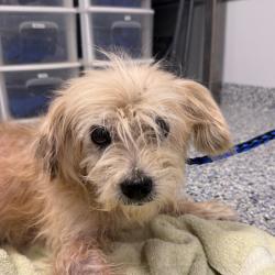 Shelter Stray Male Dog last seen , 328 Furman Hall Rd, Greenville, SC 29609, USA