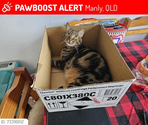Lost Male Cat last seen Fisher Street, Manly 4179, Manly, QLD 4179