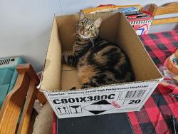 Lost Male Cat last seen Fisher Street, Manly 4179, Manly, QLD 4179