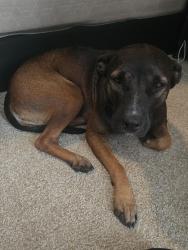 Found/Stray Female Dog last seen Slaughter ln. & S. IH35 frontage, Austin, TX 78744