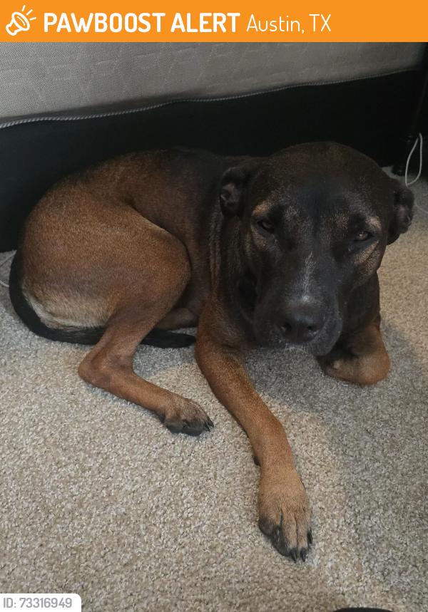 Found/Stray Female Dog last seen Slaughter ln. & S. IH35 frontage, Austin, TX 78744