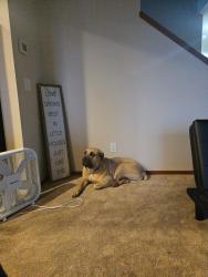 Lost Female Dog last seen Near 70th Ave SE, Lake Stevens WA, Lake Stevens, WA 98258