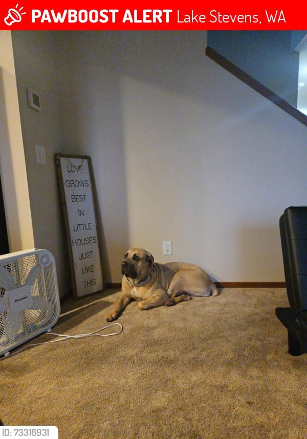 Lost Female Dog last seen Near 70th Ave SE, Lake Stevens WA, Lake Stevens, WA 98258