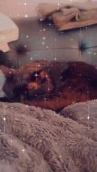 Reunited Male Cat last seen Near 4th Ave S Kent Washington 98032, Kent, WA 98032