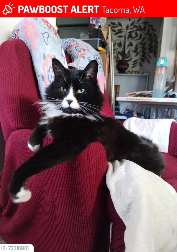 Lost Male Cat last seen Pacific avenue, Tacoma, WA 98408
