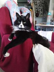 Lost Male Cat last seen Pacific avenue, Tacoma, WA 98408
