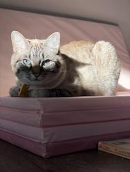 Lost Female Cat last seen S. Main & Pendleton, Greenville, SC 29601