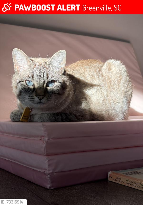 Lost Female Cat last seen S. Main & Pendleton, Greenville, SC 29601