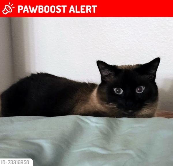 Lost Female Cat last seen Ironwood and 16th st, Apache Junction, AZ 85120