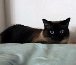 Lost Female Cat last seen Ironwood and 16th st, Apache Junction, AZ 85120