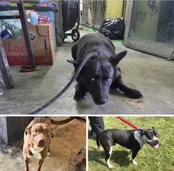 Found/Stray Unknown Dog last seen Gary Animal Control, Gary, IN 46402