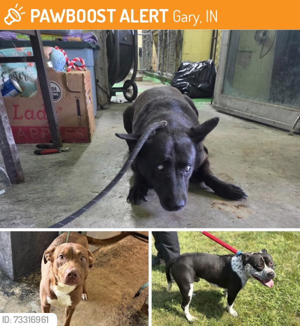 Found/Stray Unknown Dog last seen Gary Animal Control, Gary, IN 46402