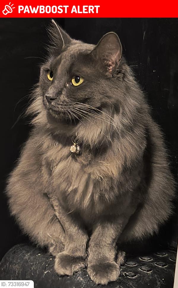 Lost Female Cat last seen Vint Bonner dr and overland trail, Lake Medina Shores, TX 78003