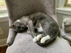 Lost Male Cat last seen Foxden road, Apopka, FL 32712