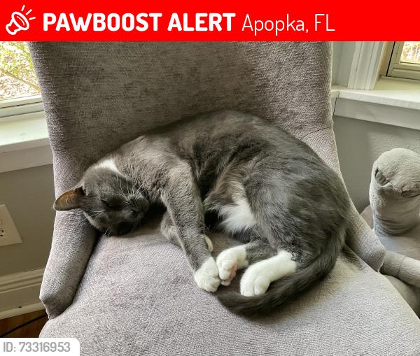 Lost Male Cat last seen Foxden road, Apopka, FL 32712