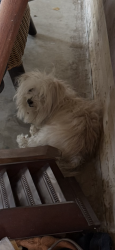 Found/Stray Unknown Dog last seen Bewick st, Fort Worth, TX 76110
