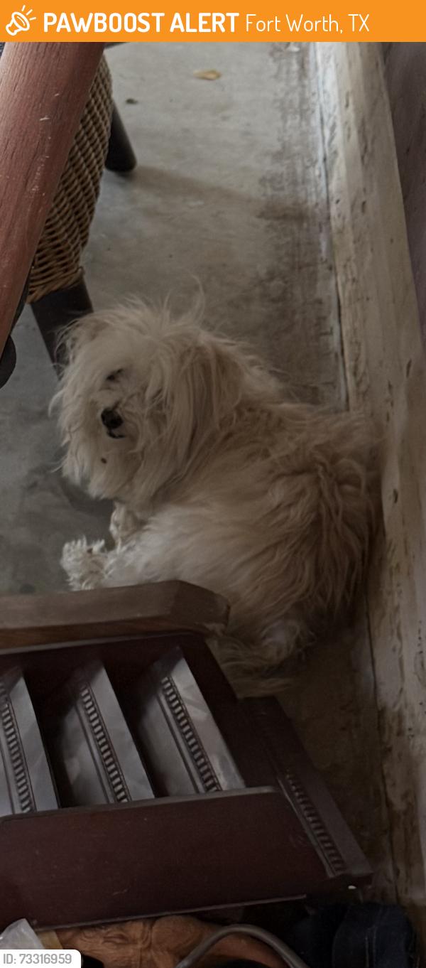 Found/Stray Unknown Dog last seen Bewick st, Fort Worth, TX 76110