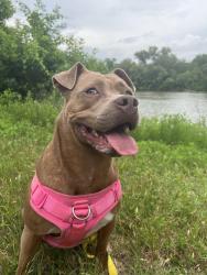 Reunited Female Dog last seen Magnolia, Casa Do Brasil, Waco, TX 76702