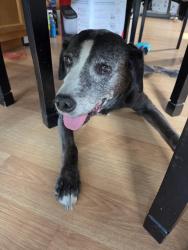 Reunited Female Dog last seen Michigan Ave and Ravenswood Rd, Port Huron, MI 48060