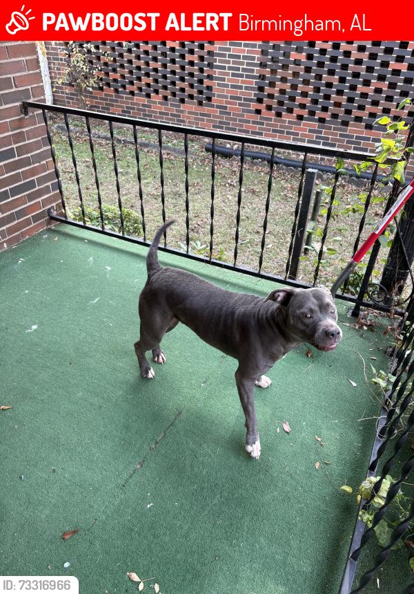 Lost Female Dog last seen Near avenue d, Birmingham, AL 35218