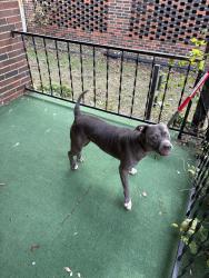 Lost Female Dog last seen Near avenue d, Birmingham, AL 35218