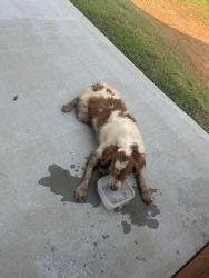 Found/Stray Male Dog last seen N/A, Gainesville, GA 30506