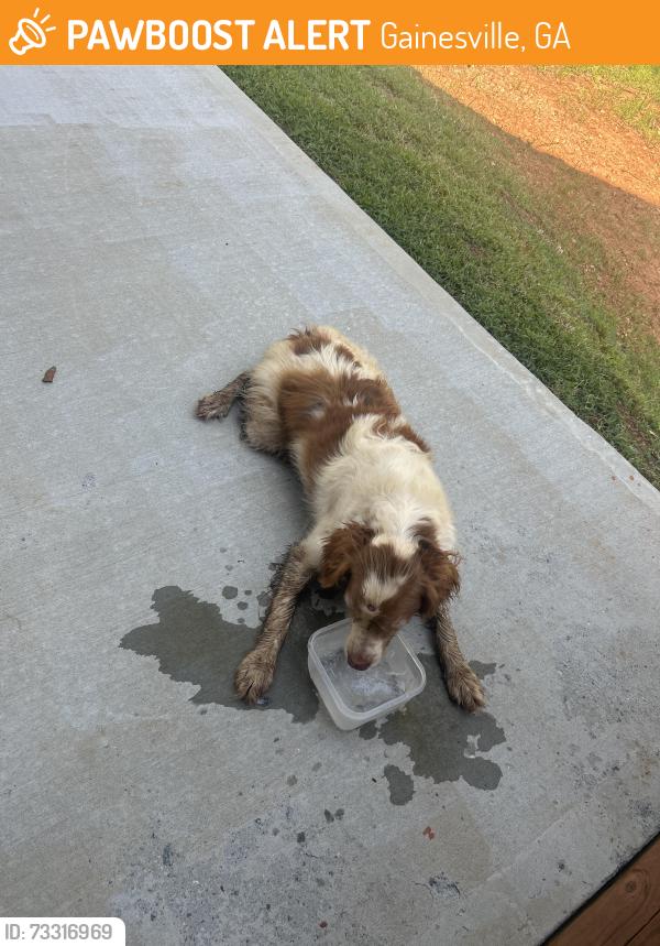 Found/Stray Male Dog last seen N/A, Gainesville, GA 30506