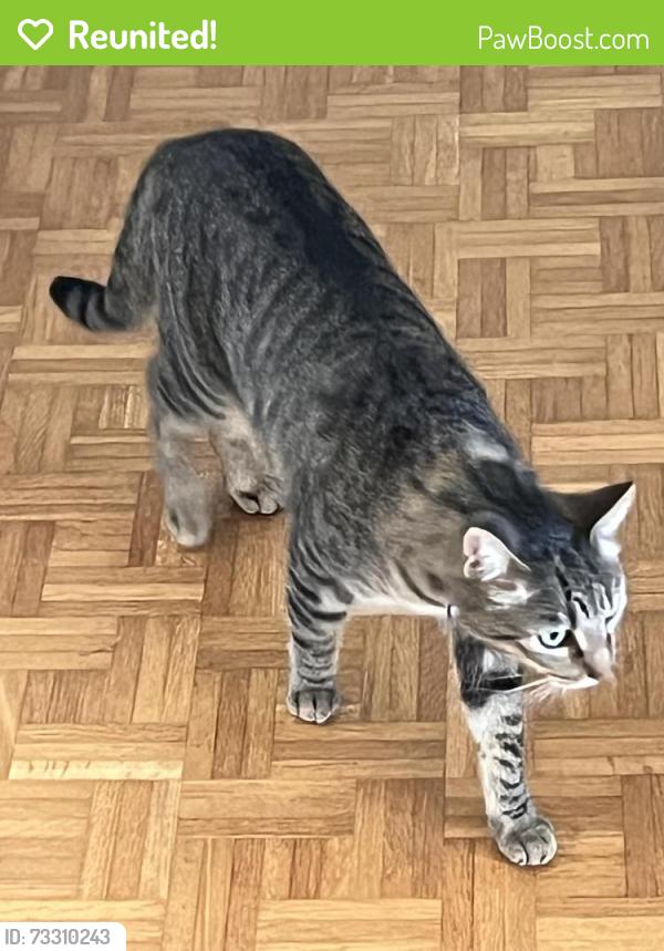 Reunited Unknown Cat last seen Coast hwy, Encinitas, CA 92024